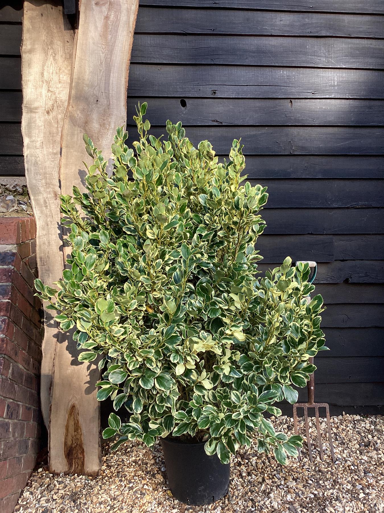 Griselinia littoralis Variegata | New Zealand Broadleaf - 80cm - 120cm - Busy - 25lt