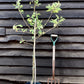 Apple tree 'James Grieve' | Malus domestica - M26 - Dwarfing - Height 140-150cm - 20lt