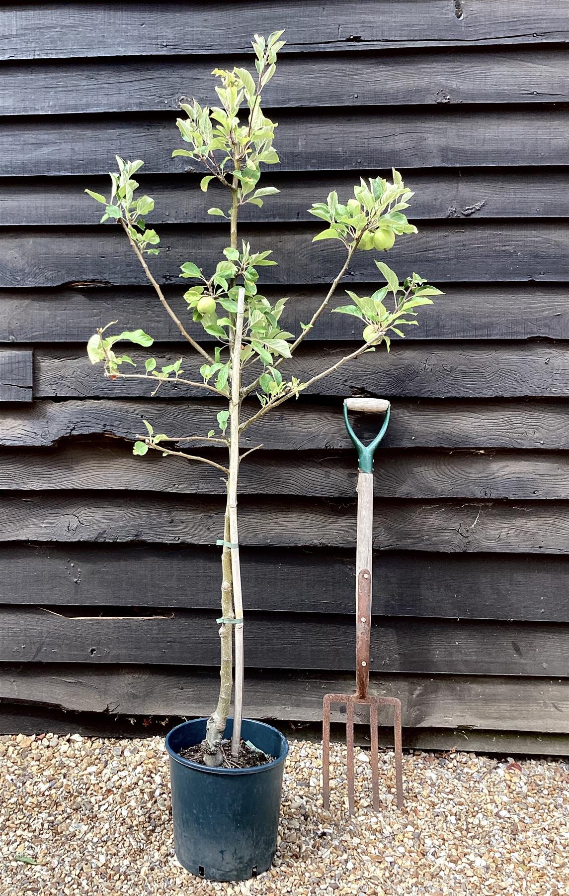 Apple tree 'James Grieve' | Malus domestica - M26 - Dwarfing - Height 140-150cm - 20lt