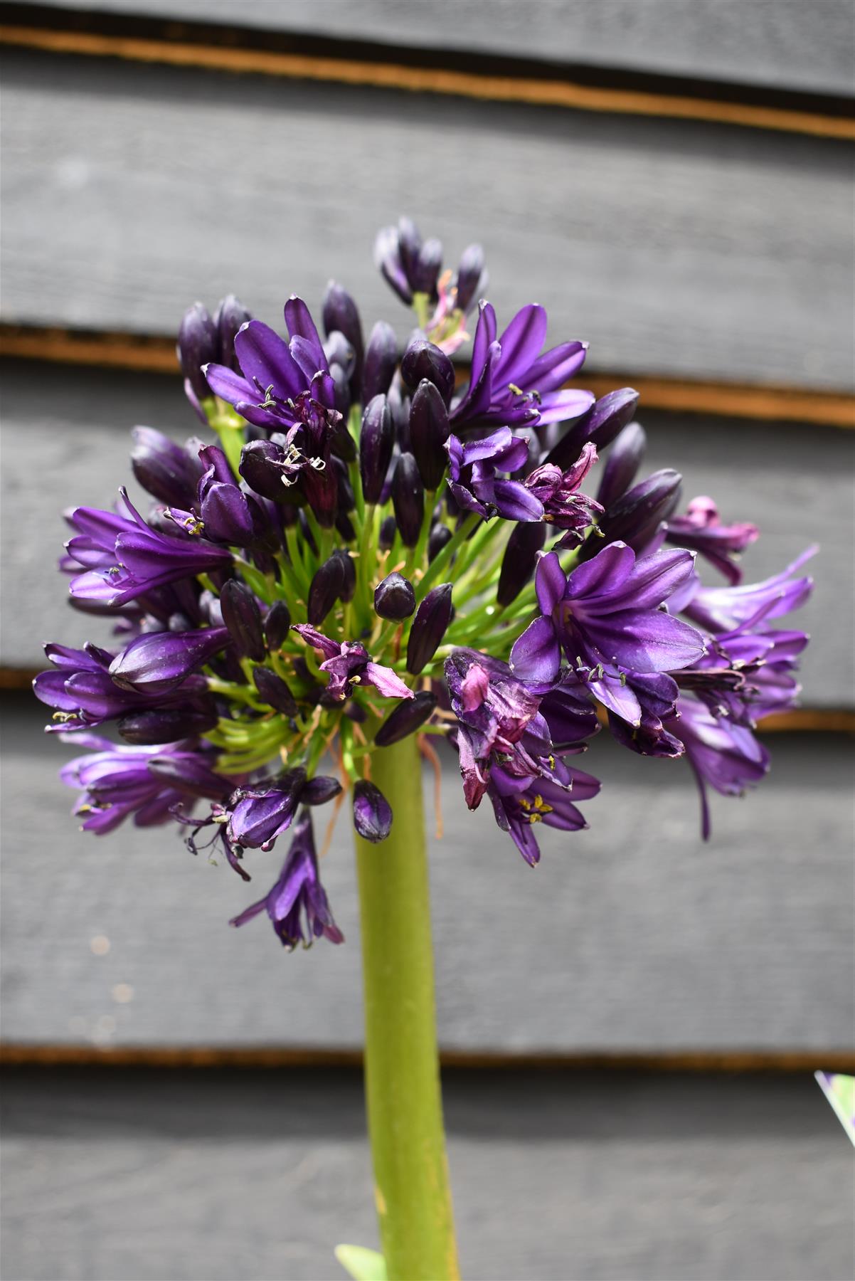 Agapanthus "Black Jack" | African Lily - 6lt