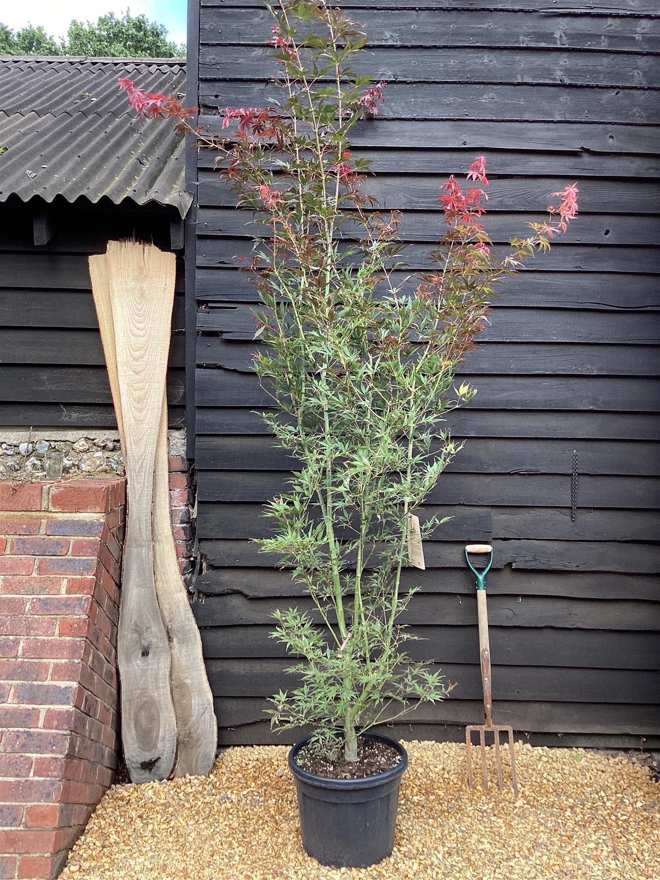 Japanese maple 'Sumi-nagashi' | Acer palmatum  Acer palmatum 'Sumi-nagashi' - Bushy - Height 180-220cm - 35lt