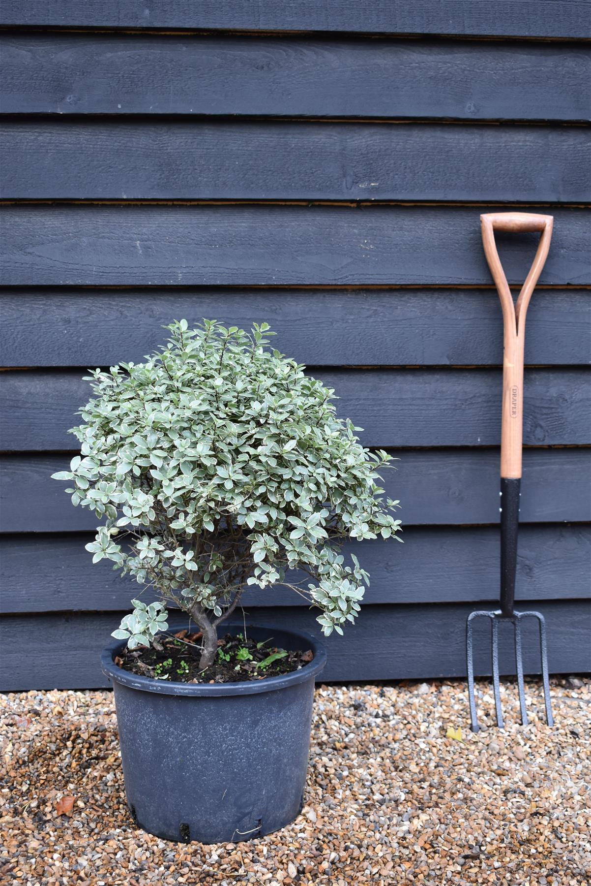 Pittosporum tenuifolium 'Silver Ball' - Height 50-60cm - 20lt