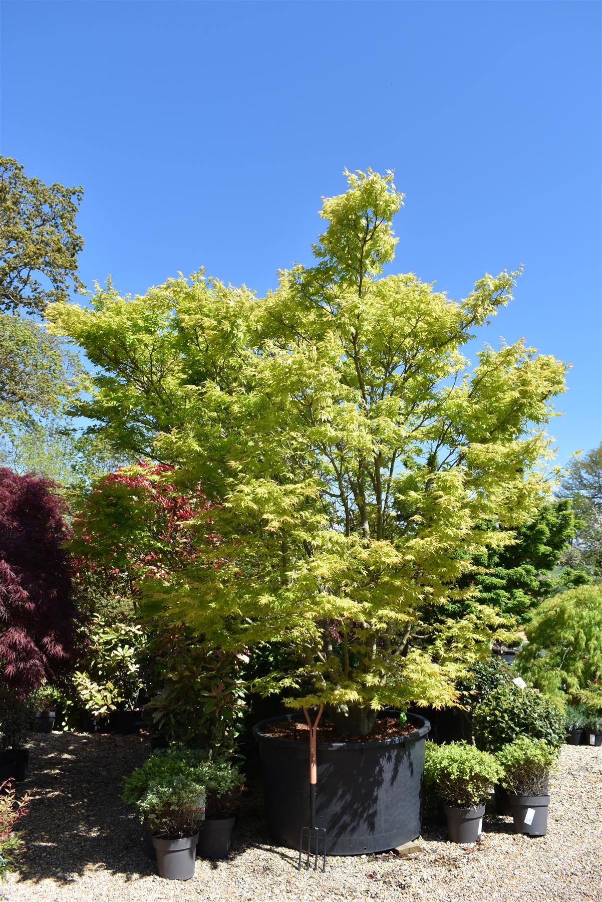 Acer palmatum 'Orangeola' | Orangeola Japanese Maple - Multistem - 350-360cm - 500lt