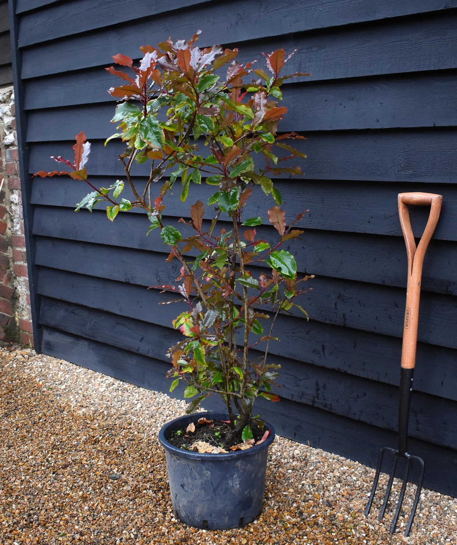 Photinia Magical Volcano | Christmas berry - Bush - Shrub - Hegding - 120-140cm - 20lt