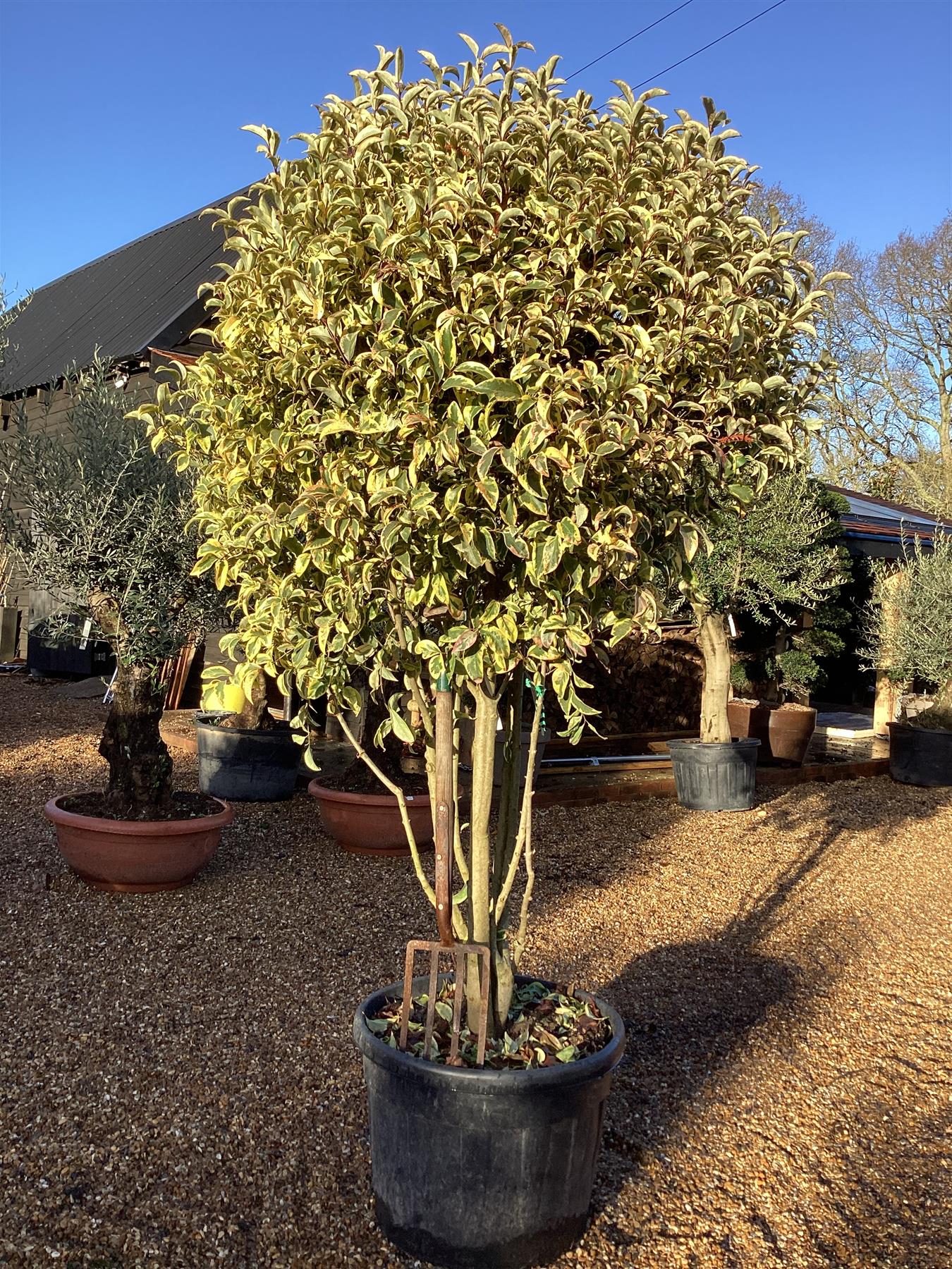 Ligustrum lucidum 'Excelsum Superbum' Multistem | Chinese privet 'Excelsum Superbum' - 250cm, 90lt