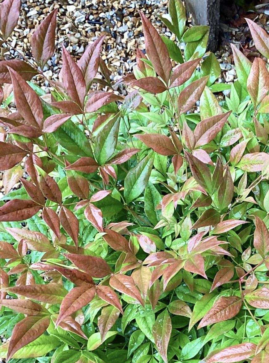 Nandina domestica Brightlight - 10-20cm - 3lt