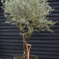 Olive Tree | Olea Europea - Specimen - Straight double branch - Trunk height 70cm - Height 200-220cm - Girth 53cm - 160lt