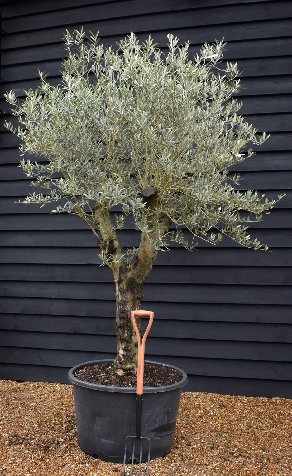 Olive Tree | Olea Europea - Specimen - Straight double branch - Trunk height 70cm - Height 200-220cm - Girth 53cm - 160lt