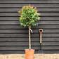 Photinia x fraseri Red Robin | Christmas berry - Small Tree - Half Standard - Height 165-185cm - 18lt