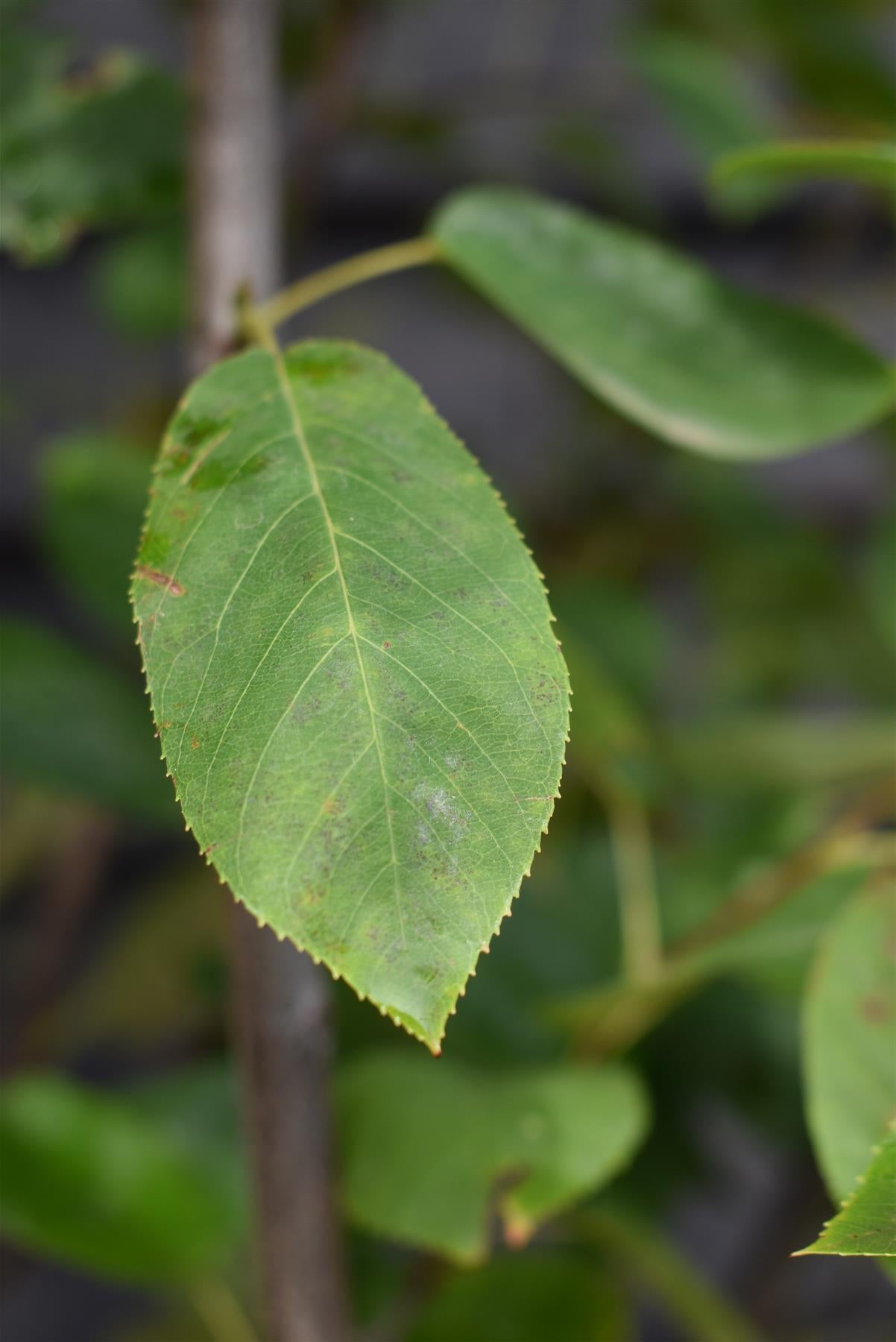 Amelanchier Canadensis | Serviceberry Tree - Multistem - 200-250cm - 50lt