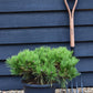 Pinus densiflora 'Low Glow' | Japanese red pine 'Low Glow' - Height 30cm - Width 50cm - 12lt