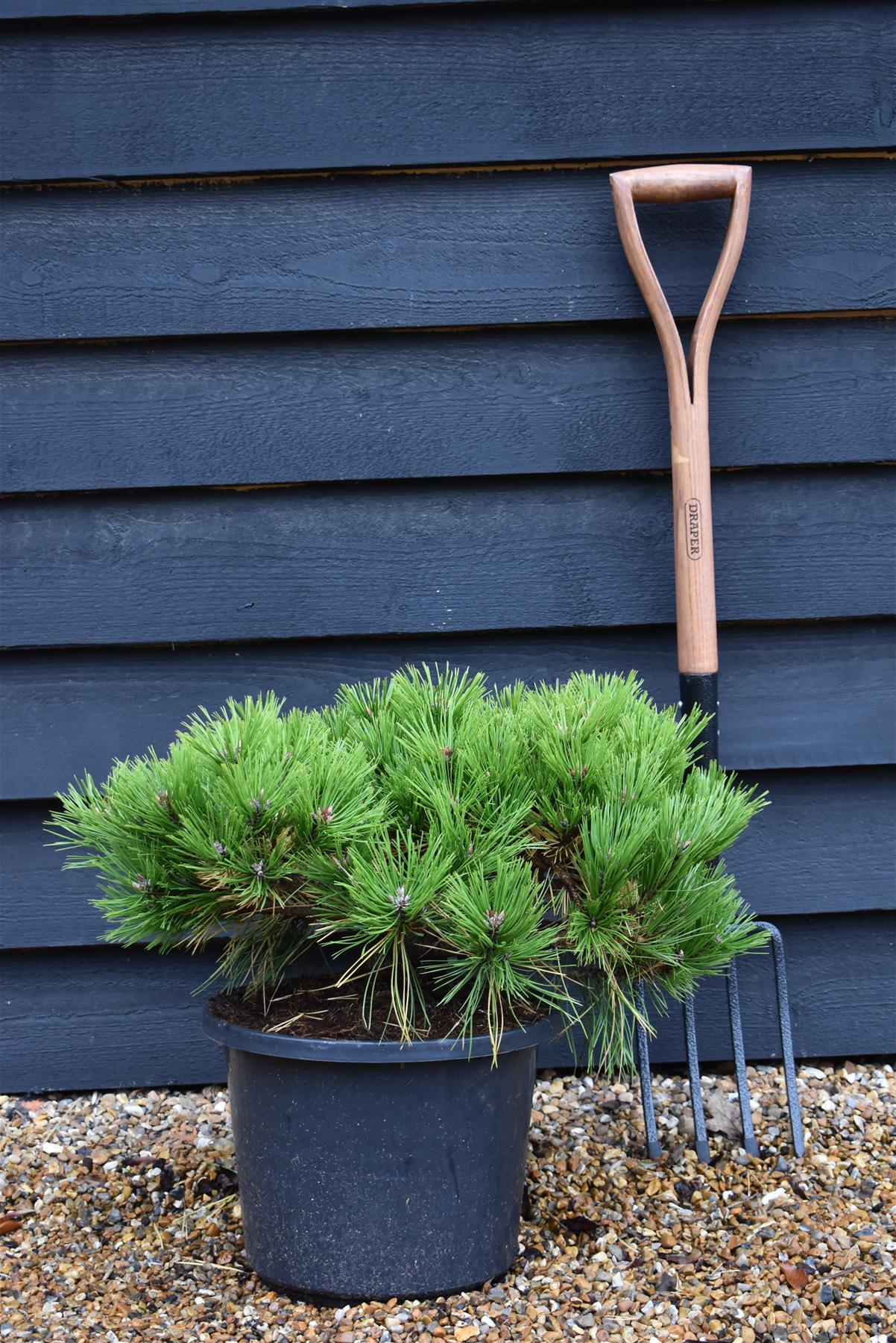 Pinus densiflora 'Low Glow' | Japanese red pine 'Low Glow' - Height 30cm - Width 50cm - 12lt