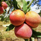 Apple tree 'Fuji' | Malus Domestica - Semi-Dwarfing - Height 150-180cm - 20lt