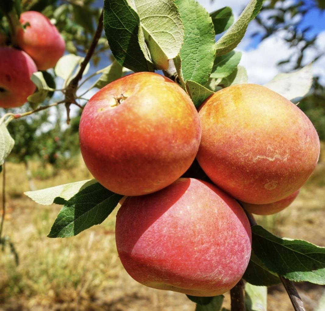 Apple tree 'Fuji' | Malus Domestica - Semi-Dwarfing - Height 150-180cm - 20lt