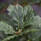 Sessile Oak | Quercus petraea - Height 350-370cm - Girth 14-16cm -30lt