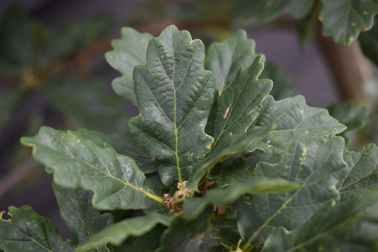 Sessile Oak | Quercus petraea - Height 350-370cm - Girth 14-16cm -30lt