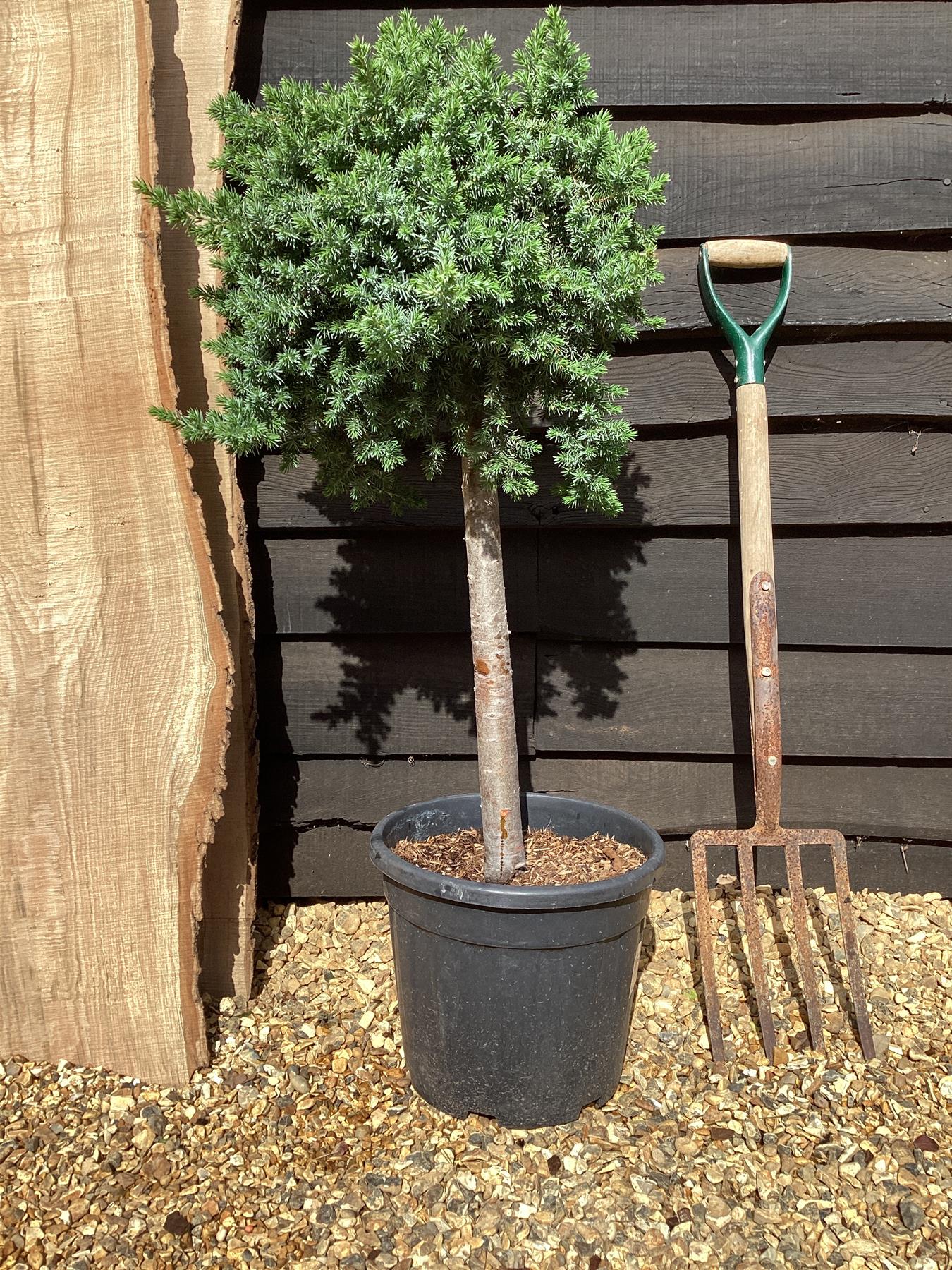 Juniperus conferta 'Blue Pacific' - 110-120cm, 20lt