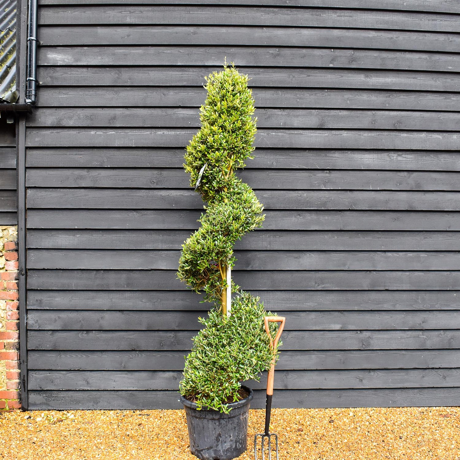 Olive Tree | Olea Europea - Spiral Topiary - Height 220-230 cm - 55lt