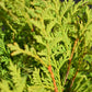 Thuja occidentalis Golden Globe | White Cedar 'Golden Globe' - Height 40-50cm - 5lt