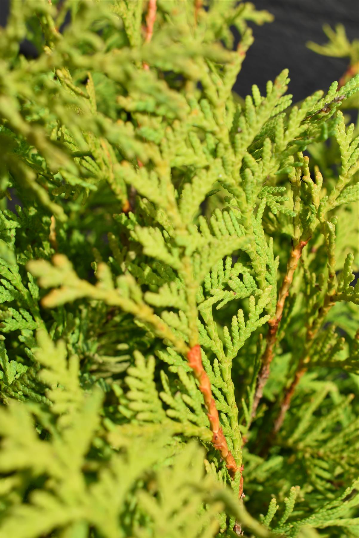 Thuja occidentalis Golden Globe | White Cedar 'Golden Globe' - Height 40-50cm - 5lt