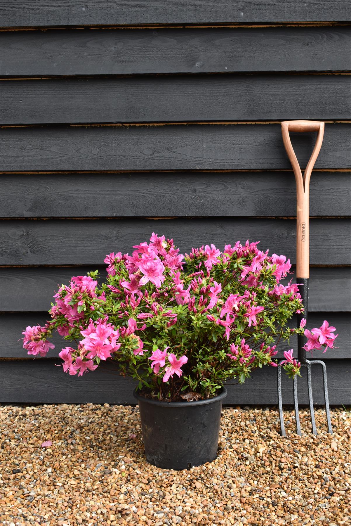 Azalea Japonica Purple Splendor| Rhododendron Purple Splendor - 50-60cm - 7lt