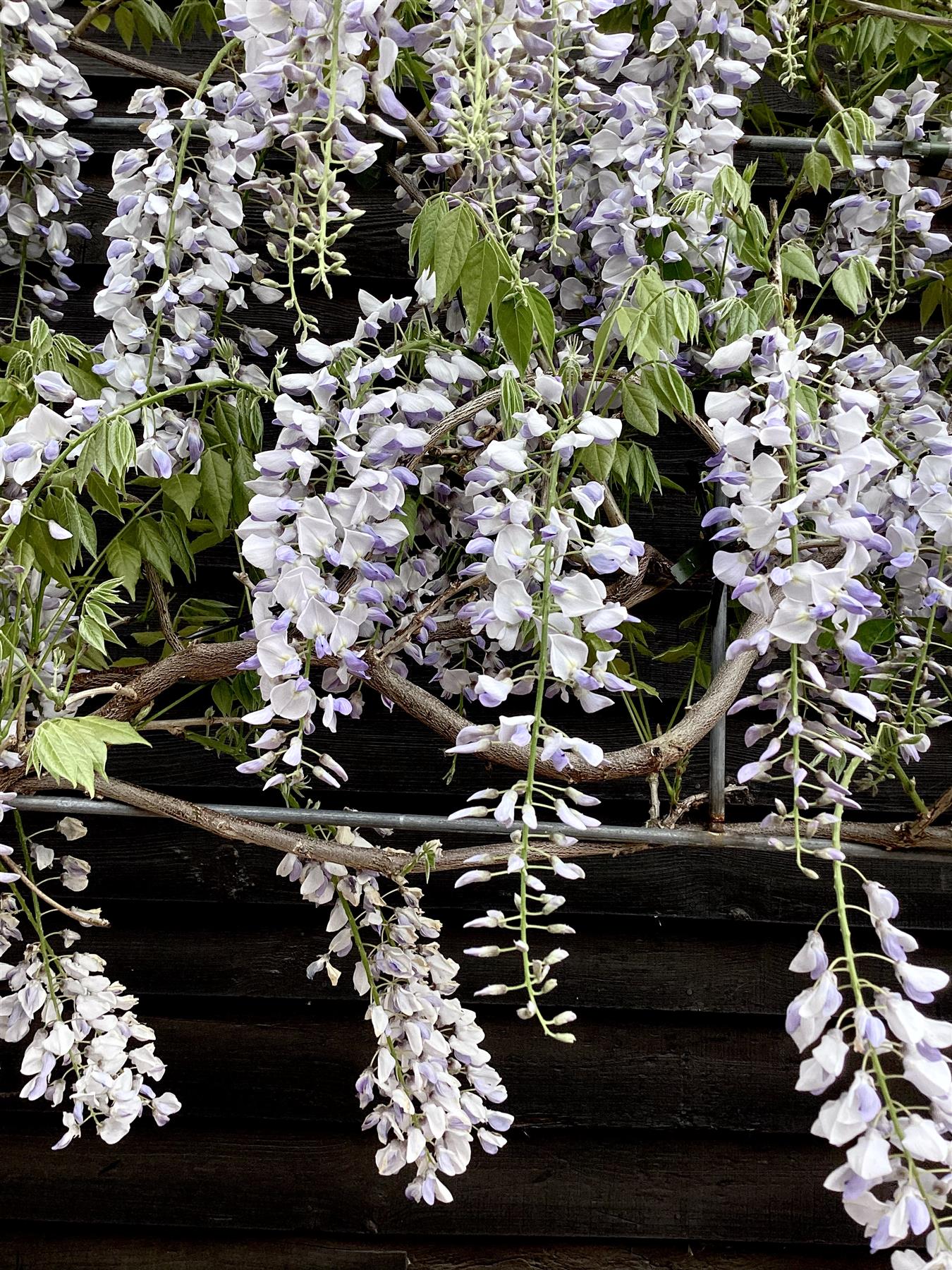 Wisteria sinensis Espalier | Chinese wisteria - 300-350cm, 130lt