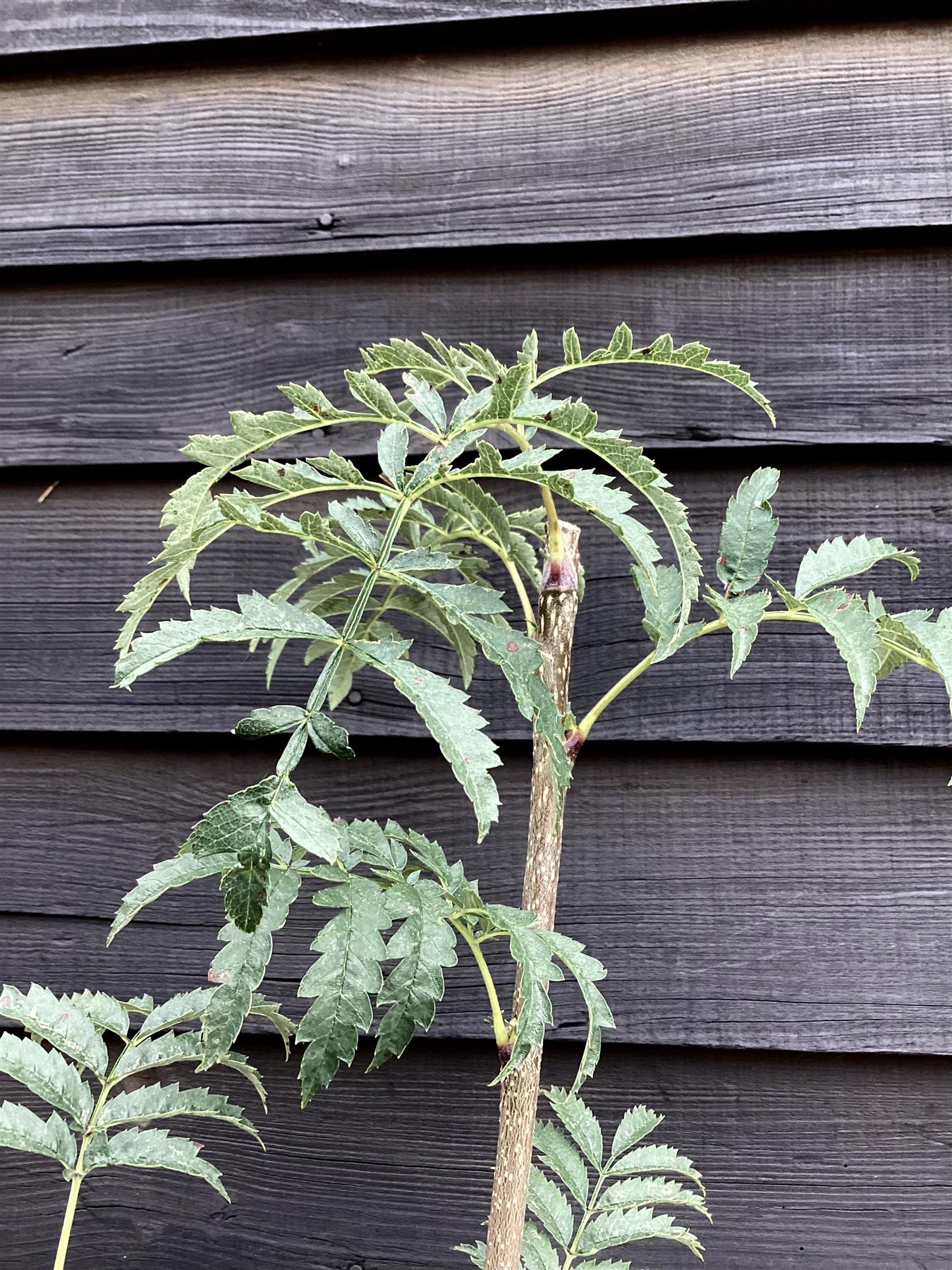 Sorbus aucuparia Asplenifolia | Rowan | Mountain Ash - 160-180cm - 12lt