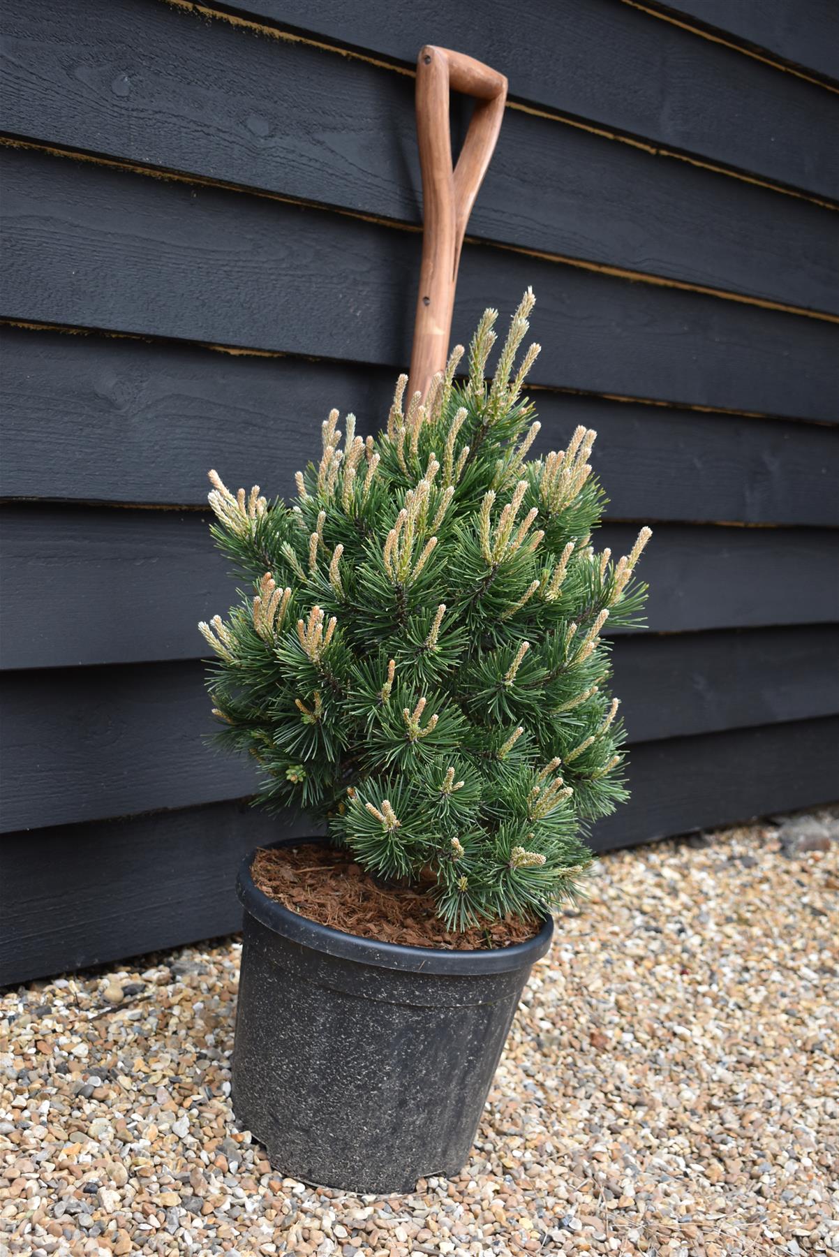 Pinus mugo 'Gnom' | Dwarf mountain pine - Height 55-65cm - Width 40-50cm - 11lt