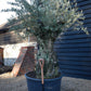 Olive Tree | Olea Europea - Specimen - Straight crown gnarly - Trunk height 100cm - Height 170-200cm - Girth 160cm - 285lt