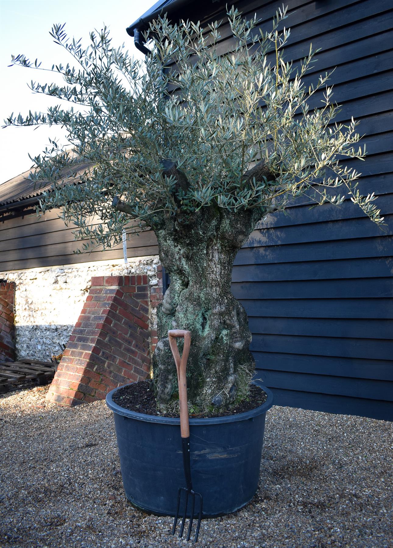 Olive Tree | Olea Europea - Specimen - Straight crown gnarly - Trunk height 100cm - Height 170-200cm - Girth 160cm - 285lt