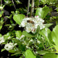 Crataegus Persimilis 'Prunifolia' | Broad-leaved Cockspur Thorn - Clear Stem - Standard - Girth 8-10cm - Height 370-400cm - 70lt