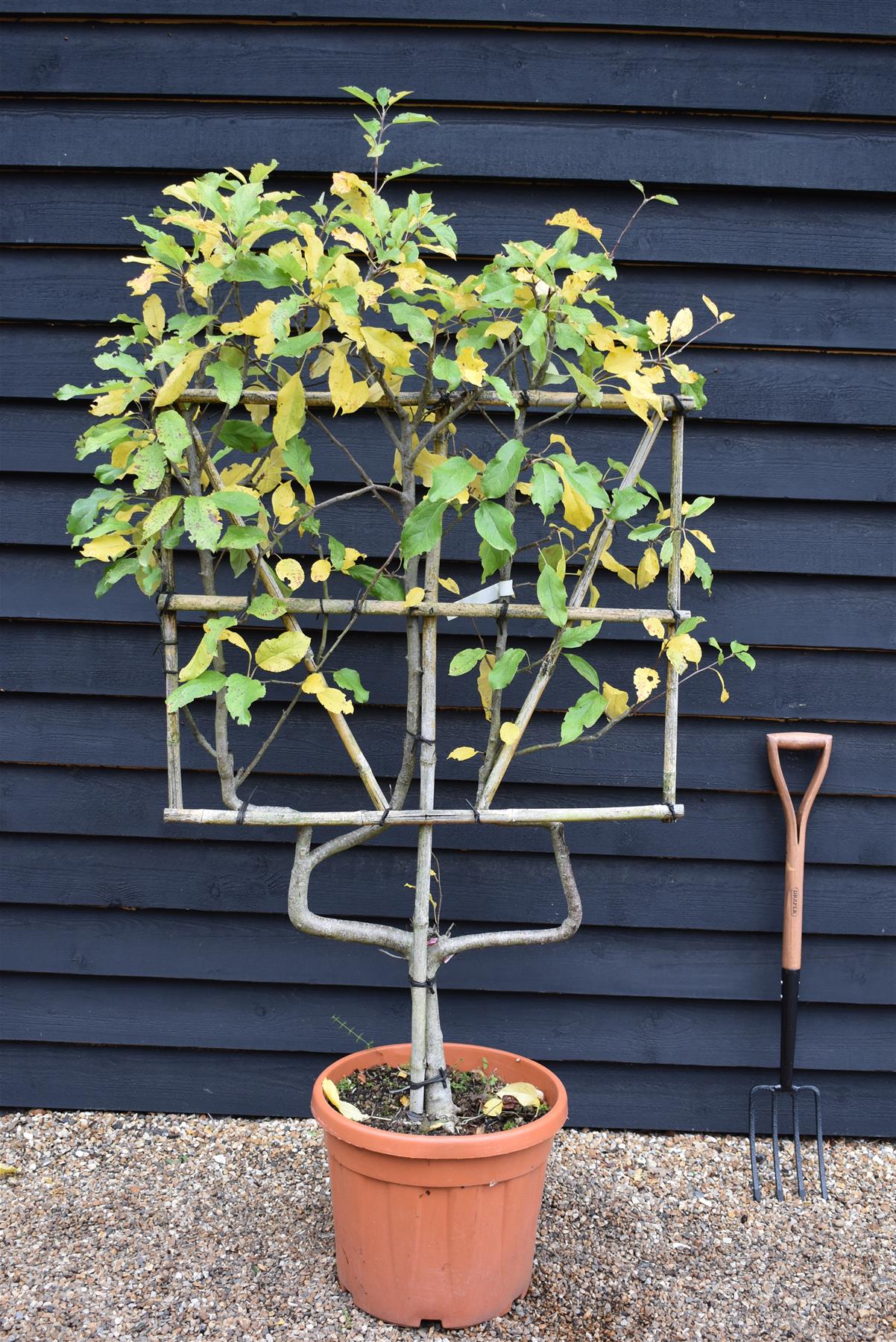 Apple tree 'Gala' Espalier | Malus domestica - 120-150cm - 45lt