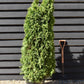 Thuja Emerald - 120-140cm, 30lt