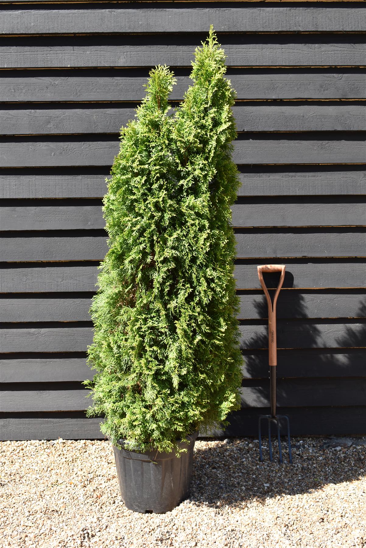 Thuja Emerald - 120-140cm, 30lt