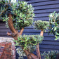 Olive Tree | Olea Europea - Specimen  - Forking branches - Height 250 -300 cm - 280lt