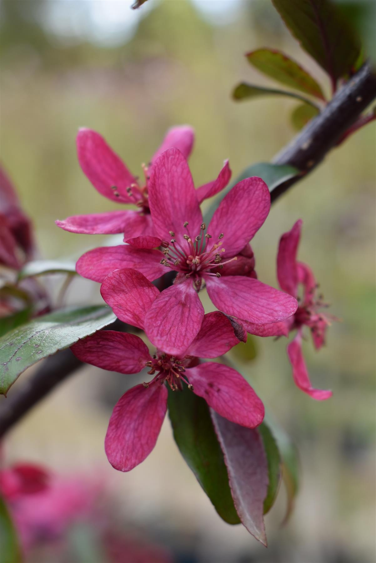 Malus Direktoer Moerland | Improved Profusion Crab Apple Tree, Clear Stem - 200-250cm, 10lt