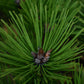 Pinus densiflora 'Low Glow' | Japanese red pine 'Low Glow' - Height 30cm - Width 50cm - 12lt