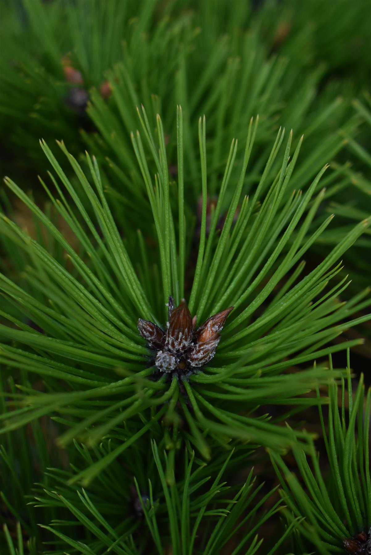 Pinus densiflora 'Low Glow' | Japanese red pine 'Low Glow' - Height 30cm - Width 50cm - 12lt