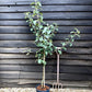 Apple tree 'Blenheim Orange' | Malus domestica - MM106 - Semi Vigorous - Height 150-160cm - 20lt