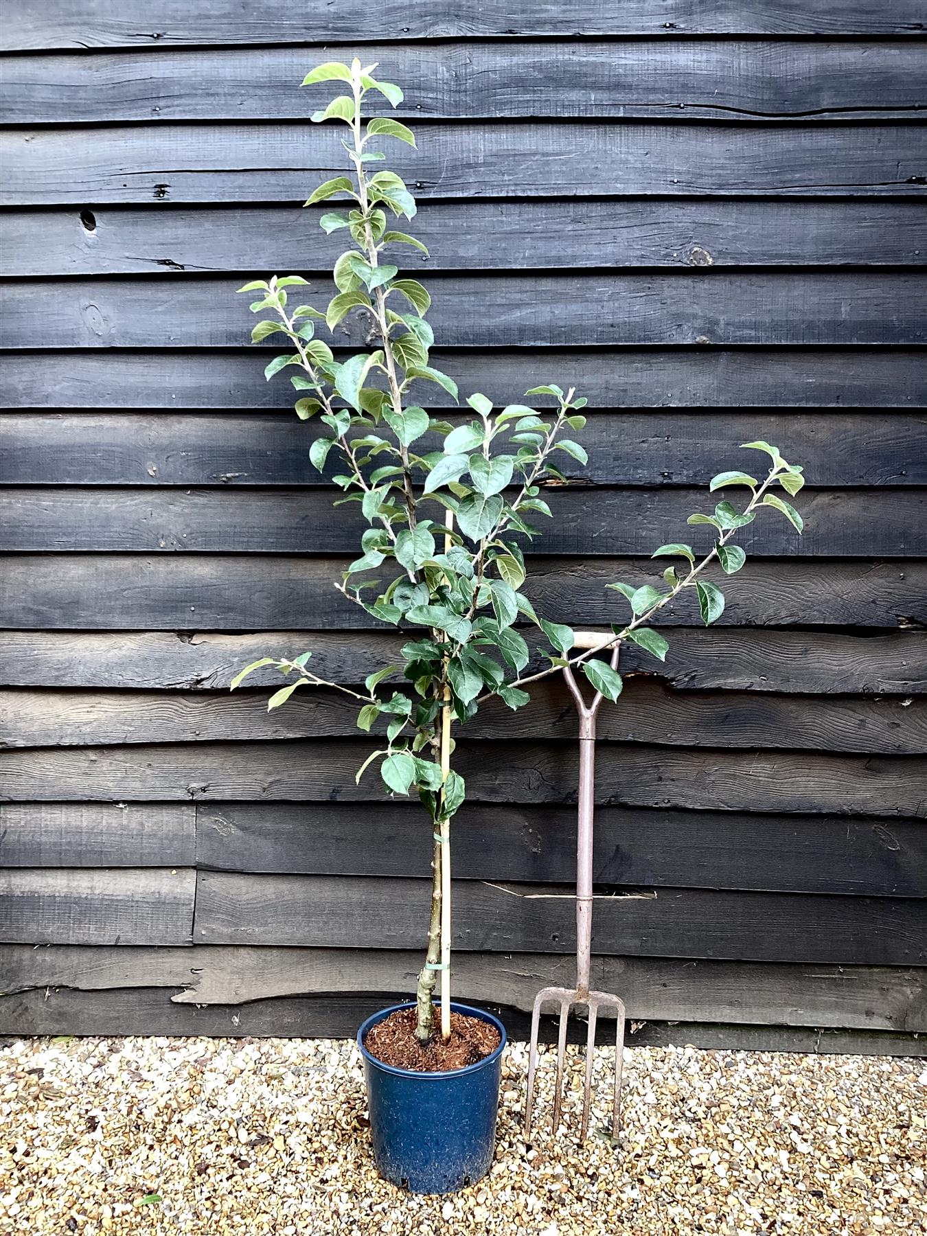 Apple tree 'Blenheim Orange' | Malus domestica - MM106 - Semi Vigorous - Height 150-160cm - 20lt