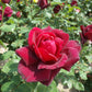 Rose - Dark Red - Stem 80cm - Height 110-120cm - 10lt