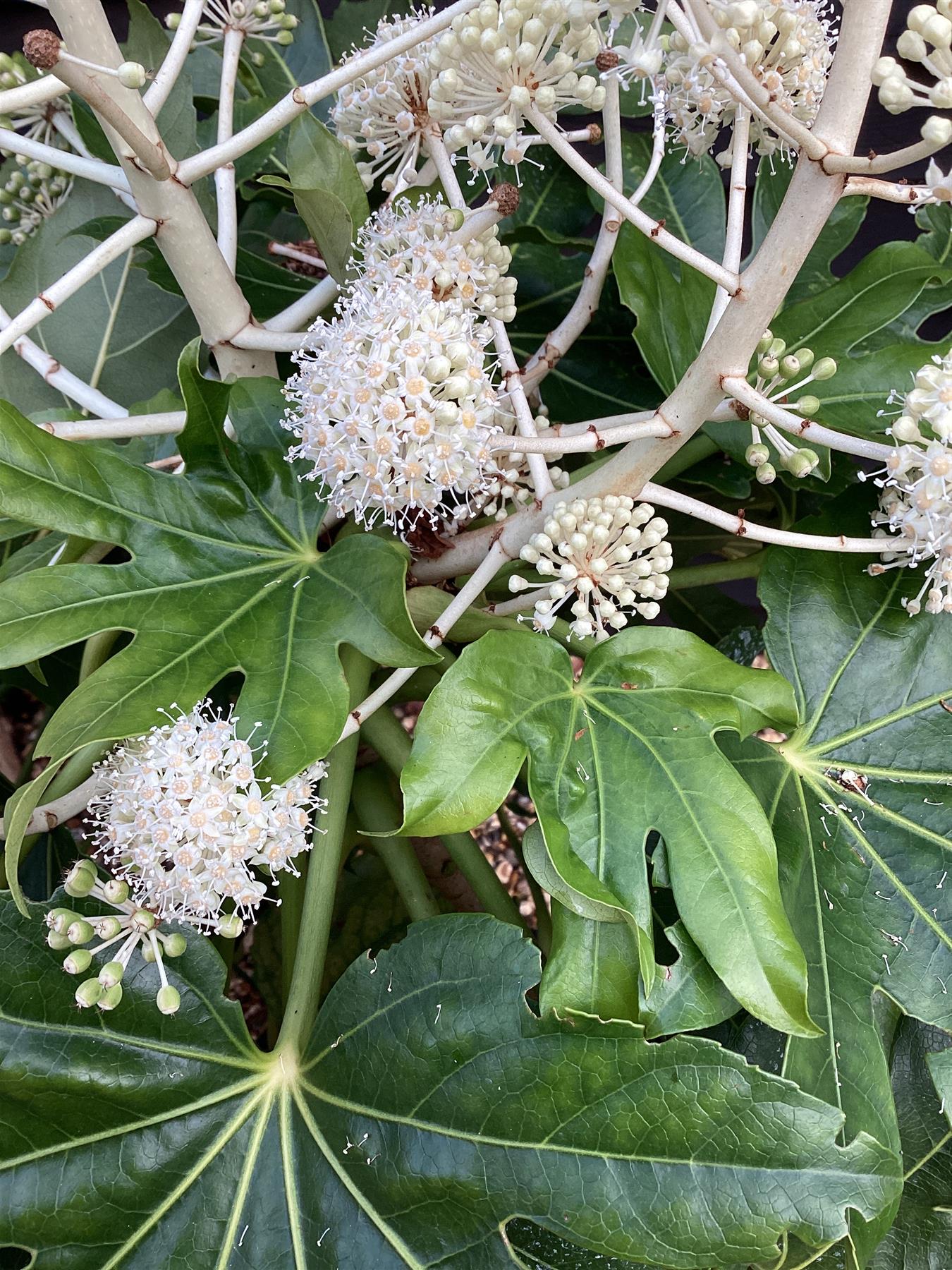 Fatsia japonica (Japanese aralia) - 90-100cm, 35lt