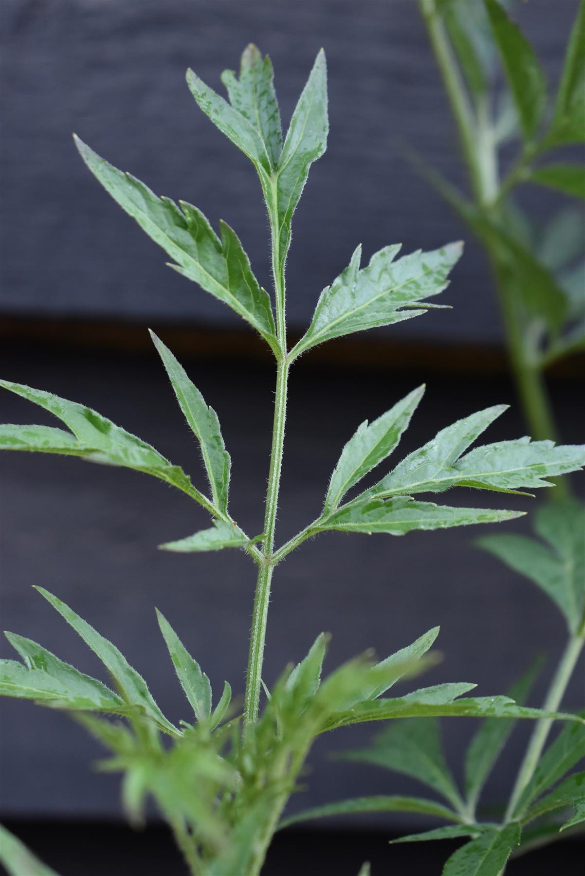 Sambucus Nigra Black Lace | Elder 'Eva' - Shrub - 20-50cm - 3lt