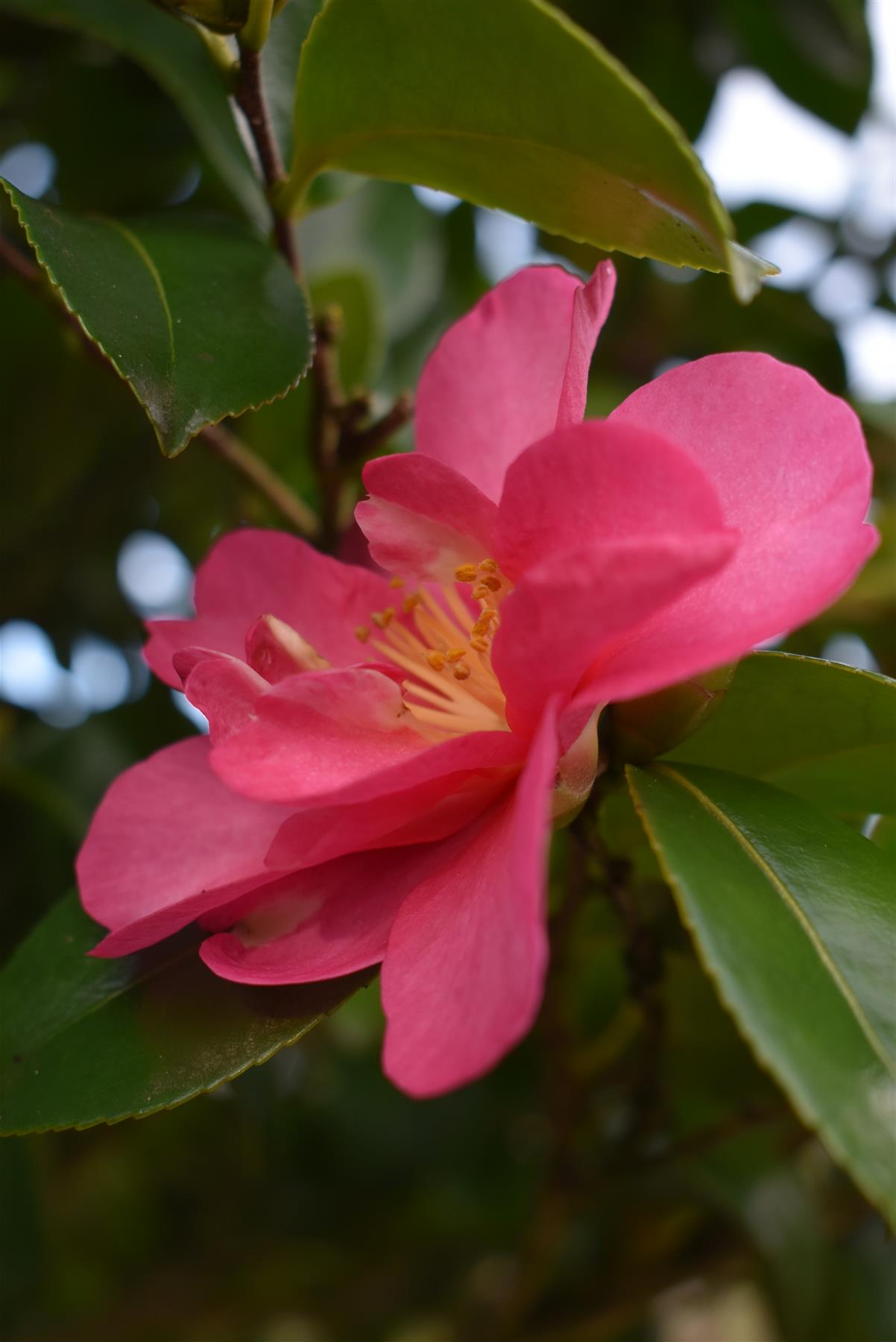 Camellia sasanqua - Multistem - Large Shrub - Height 230-250cm - 110lt