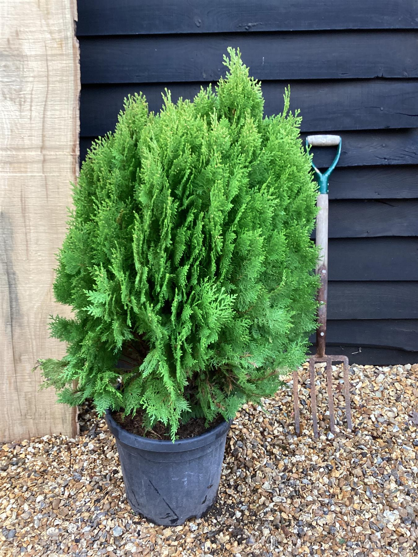 Thuja orientalis 'Aurea Nana' - 50-60cm, 25lt