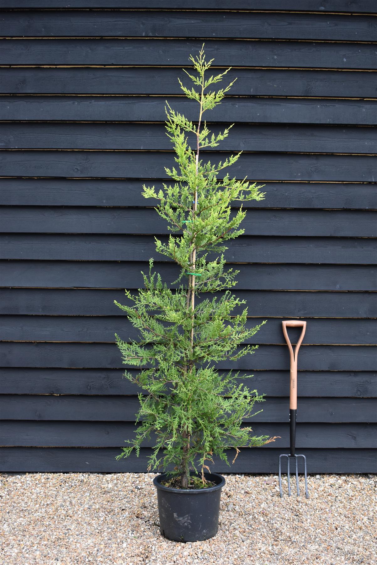 Cupressocyparis leylandii 'Castlewellan Gold' - 150-160cm - 20lt