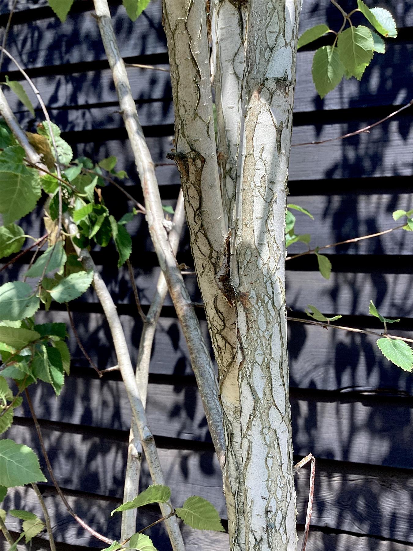 Betula utilis jaquemontii | Kashmir Birch Multi Stem - 300-400cm, 90lt