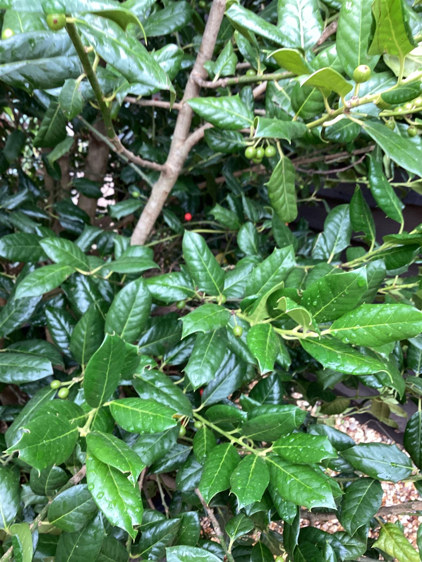 Ilex 'Nellie R. Stevens' | Holly  - Cone - Bushy - Height 300cm - 230lt