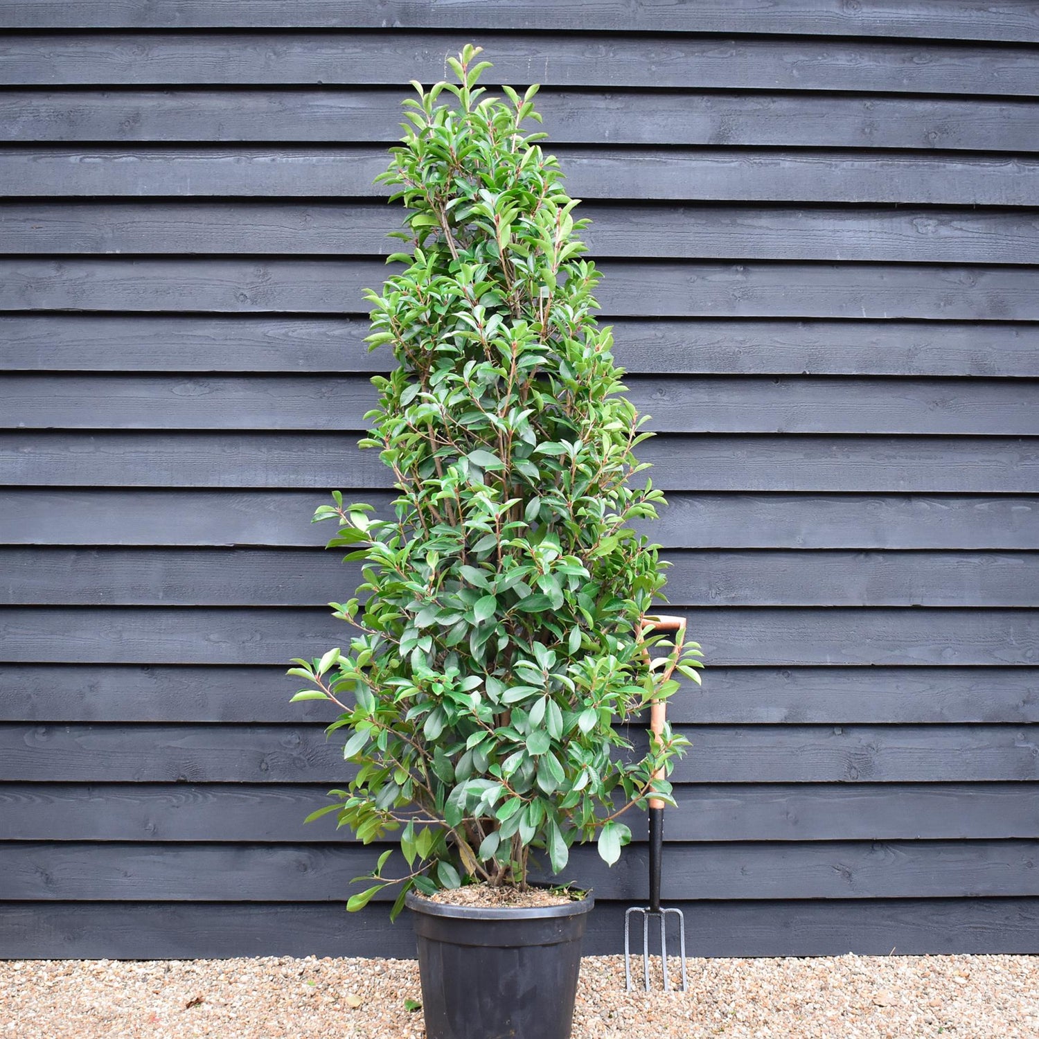 Photinia Red Robin - Bush - Tall Hedging - Height 180-200cm - 35lt