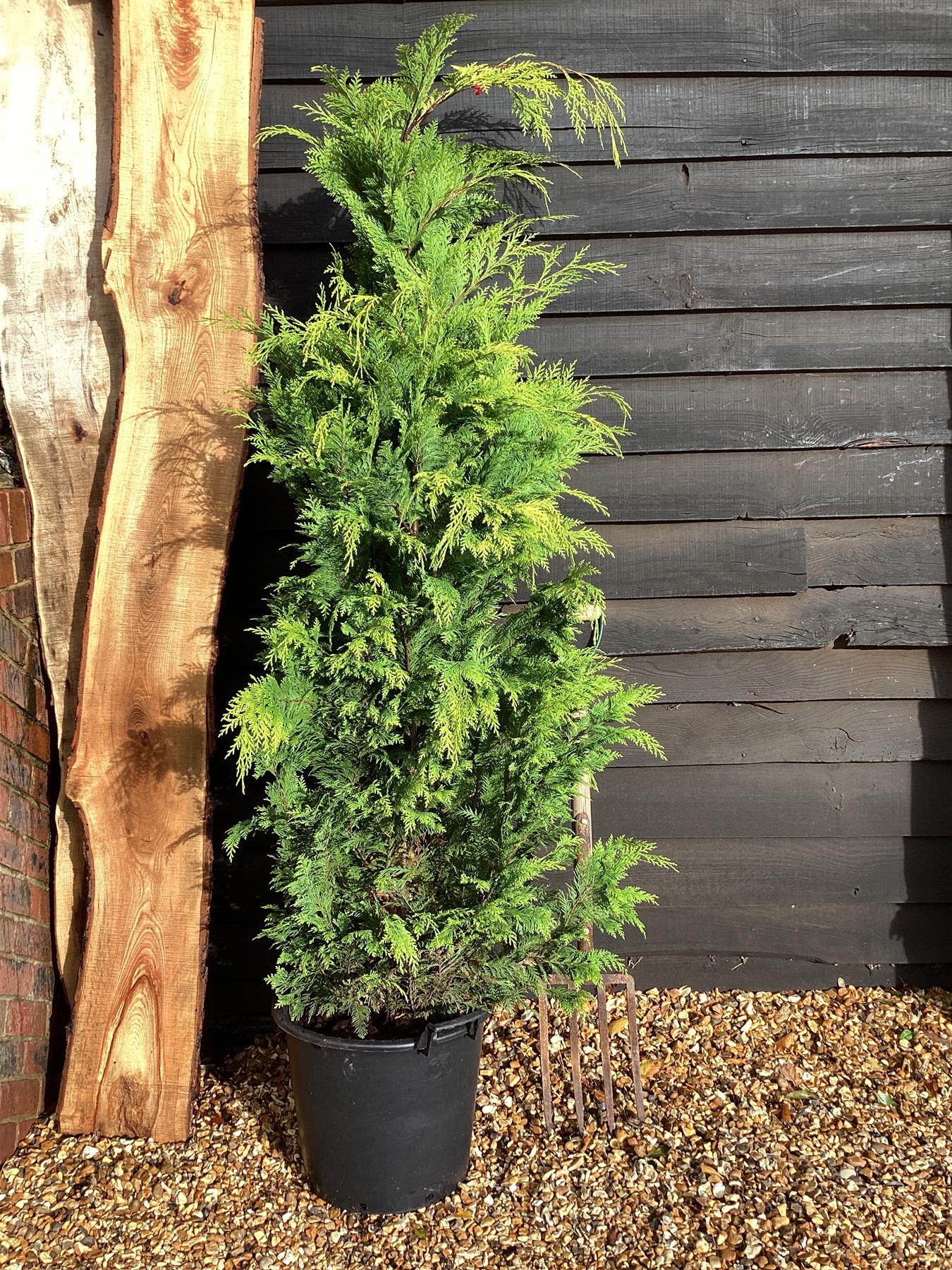 Leyland Cypress 'Gold Rider' - 270-280cm, 30lt